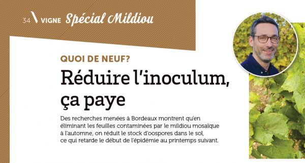 La vigne spécial mildiou 2025