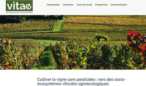 CDD VITAE 2024