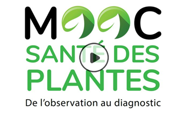MOOC Santé des plantes : de l’observation au diagnostic 