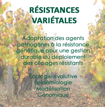 resistances varietales